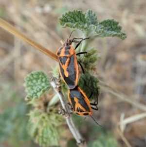 Agonoscelis rutila at Dunlop, ACT - 17 Mar 2019