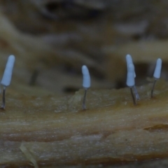 Arcyria sp. (genus) (A slime mould) at Kianga, NSW - 16 Jan 2019 by Teresa