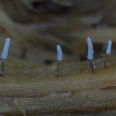 Arcyria sp. (genus) (A slime mould) at Kianga, NSW - 15 Jan 2019 by Teresa