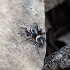 Salpesia (genus) (Salpesia Jumping Spider) at Cook, ACT - 18 Mar 2019 by CathB