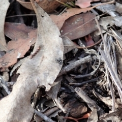 Salpesia sp. (genus) at Cook, ACT - 18 Mar 2019