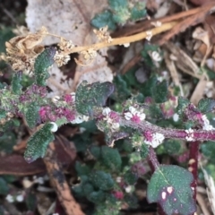 Dysphania pumilio (Small Crumbweed) at Griffith, ACT - 16 Mar 2019 by AlexKirk