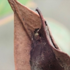 Simaethula sp. (genus) at Dunlop, ACT - 16 Mar 2019