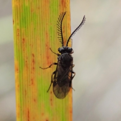 Polyclonus atratus (A sawfly) at Dunlop, ACT - 17 Mar 2019 by CathB