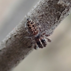 Sandalodes bipenicillatus (Double-brush jumper) at Cook, ACT - 17 Mar 2019 by CathB