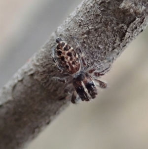 Sandalodes bipenicillatus at Cook, ACT - 17 Mar 2019