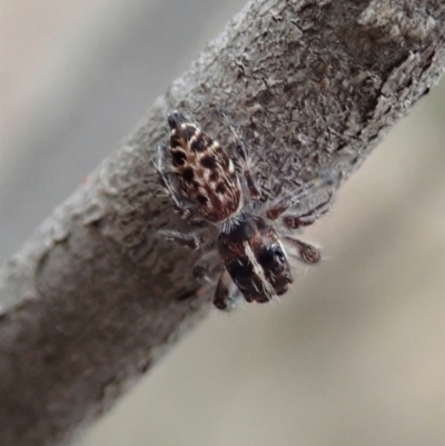 Sandalodes bipenicillatus (Double-brush jumper) at Cook, ACT - 17 Mar 2019 by CathB