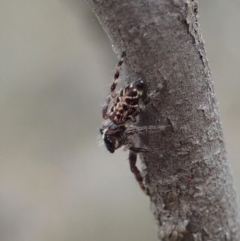 Sandalodes bipenicillatus at Cook, ACT - 17 Mar 2019