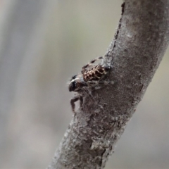 Sandalodes bipenicillatus at Cook, ACT - 17 Mar 2019