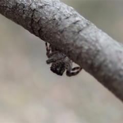 Sandalodes bipenicillatus at Cook, ACT - 17 Mar 2019 01:52 PM