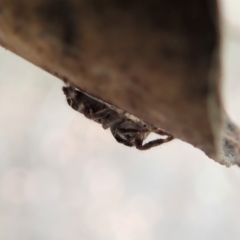 Sandalodes bipenicillatus at Cook, ACT - 17 Mar 2019 01:52 PM