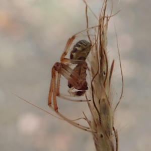 Phonognatha graeffei at Dunlop, ACT - 17 Mar 2019