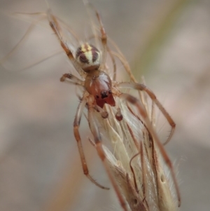 Phonognatha graeffei at Dunlop, ACT - 17 Mar 2019