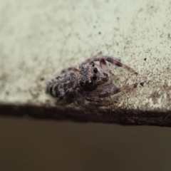 Salticidae (family) at Dunlop, ACT - 9 Mar 2019