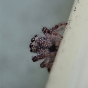 Salticidae (family) at Dunlop, ACT - 9 Mar 2019