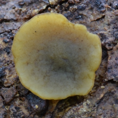 zz – ascomycetes - apothecial (Cup fungus) at Kianga, NSW - 20 Jan 2019 by Teresa