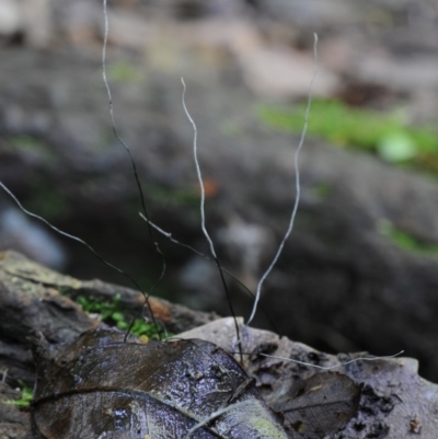 Xylaria sp. at Box Cutting Rainforest Walk - 30 Jan 2019 by Teresa