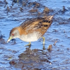 Zapornia pusilla (Baillon's Crake) at Fyshwick, ACT - 6 Oct 2018 by roymcd