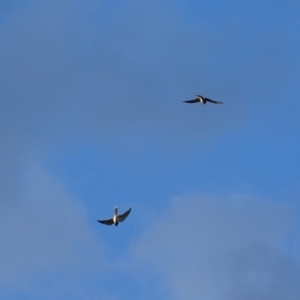 Falco cenchroides at Garran, ACT - 2 Mar 2019