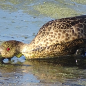 Anas gracilis at Fyshwick, ACT - 1 Mar 2019 08:17 AM