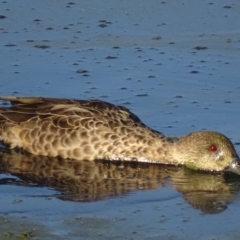 Anas gracilis at Fyshwick, ACT - 1 Mar 2019 08:17 AM