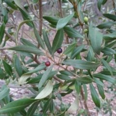 Olea europaea subsp. cuspidata (African Olive) at Isaacs Ridge - 17 Mar 2019 by Mike