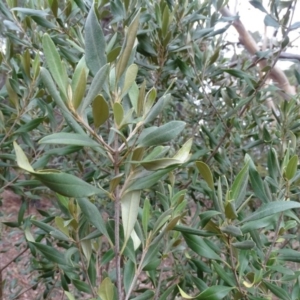 Olea europaea subsp. cuspidata at Isaacs, ACT - 17 Mar 2019