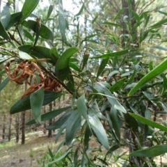 Acacia melanoxylon at Isaacs, ACT - 15 Mar 2019 12:51 PM