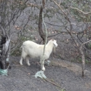 Capra hircus at Jerrabomberra, ACT - 19 Mar 2019