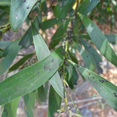 Unidentified Scale insect & mealybug (Hemiptera, Coccoidea) at Isaacs, ACT - 15 Mar 2019 by Mike