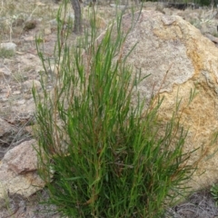 Dodonaea viscosa subsp. angustissima (Hop Bush) at Isaacs, ACT - 15 Mar 2019 by Mike