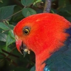 Alisterus scapularis (Australian King-Parrot) at Acton, ACT - 1 Dec 2018 by roymcd