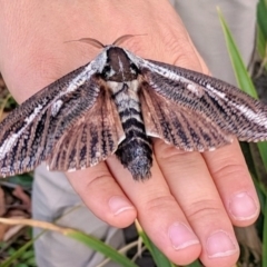 Endoxyla encalypti (Wattle Goat Moth) at Acton, ACT - 19 Mar 2019 by HelenCross