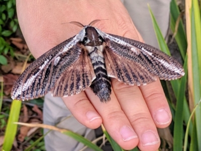 Endoxyla encalypti (Wattle Goat Moth) at Acton, ACT - 18 Mar 2019 by HelenCross