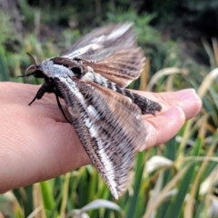 Endoxyla encalypti at Acton, ACT - 19 Mar 2019 10:43 AM