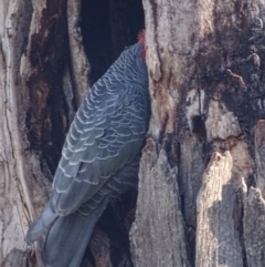 Callocephalon fimbriatum at Garran, ACT - 19 Sep 2018