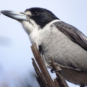 Cracticus torquatus at Hughes, ACT - 20 Sep 2018