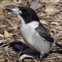 Cracticus torquatus at Hughes, ACT - 20 Sep 2018 04:20 PM