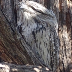 Podargus strigoides at Hughes, ACT - 19 Sep 2018