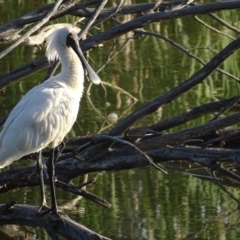 Platalea regia at Fyshwick, ACT - 7 Jan 2019