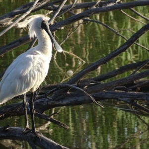 Platalea regia at Fyshwick, ACT - 7 Jan 2019