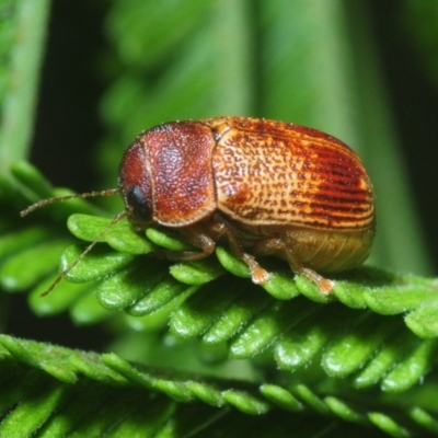 Cadmus sp. (genus) (Unidentified Cadmus leaf beetle) at Stromlo, ACT - 13 Mar 2019 by Harrisi