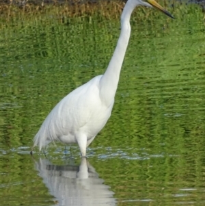 Ardea alba at Fyshwick, ACT - 7 Jan 2019