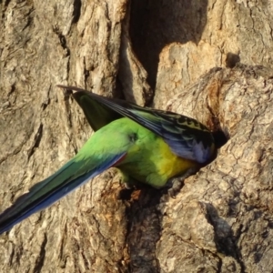 Platycercus eximius at Red Hill, ACT - 27 Dec 2018 07:41 PM