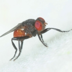 Psilota sp. (genus) at Stromlo, ACT - 13 Mar 2019 by Harrisi