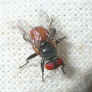 Psilota rubra at Stromlo, ACT - 13 Mar 2019 05:17 PM