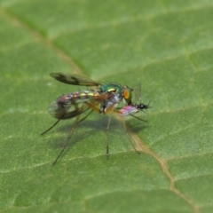 Dolichopodidae (family) (Unidentified Long-legged fly) at Acton, ACT - 18 Mar 2019 by TimL