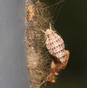 Anestia (genus) at Acton, ACT - 18 Mar 2019 11:54 AM