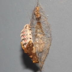 Anestia (genus) at Acton, ACT - 18 Mar 2019 11:54 AM