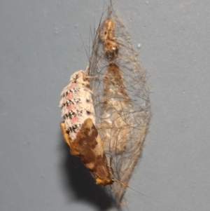 Anestia (genus) at Acton, ACT - 18 Mar 2019 11:54 AM